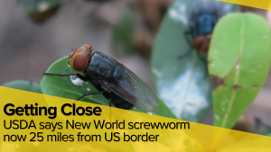USDA announces New World Screwworm now 25 miles from U.S. border