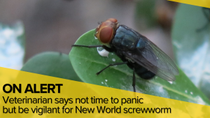 Veterinarian: be vigilant but don’t panic as New World Screwworm is found in U.S.
