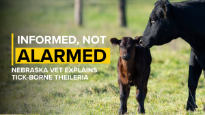 Nebraska vet explains what cattlemen should know about tick-borne Theileria