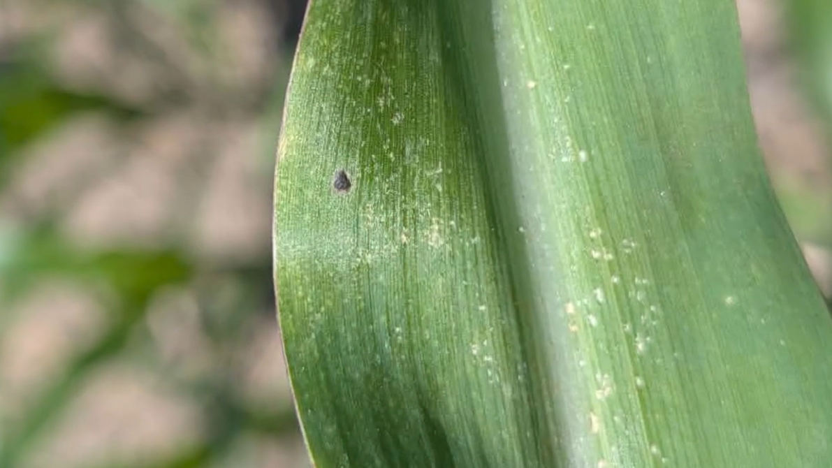 Tar spot confirmed in 15 Nebraska counties as growing season advances