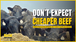 “Expansion clock has started ticking”: Herd rebuilding begins, but tight supplies remain