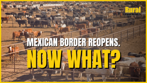 USDA to reopen Mexican cattle imports hours after industry weighs first signs of herd rebuilding