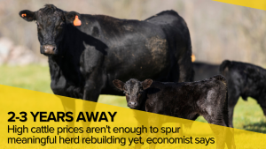 High cattle prices aren’t enough to spur meaningful herd rebuilding, economist says