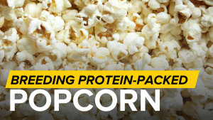 UNL Research Aims to Develop More Nutritious, Better-Tasting Popcorn