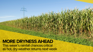 Nebraska crops hold steady, but drought pressure builds ahead of critical rain window