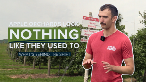 Orchards are changing how apples are grown with high-density systems