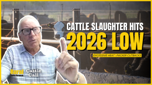 Cattle slaughter hits 2026 low for non-holiday week amid extreme heat, packer cutbacks