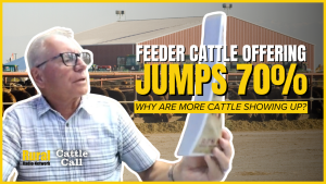 Nearly 200,000 cattle scheduled for one upcoming video auction. Why the surge?