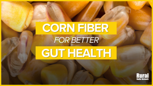 UNL research explores corn fiber’s potential for gut health 