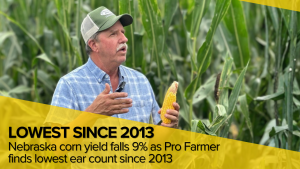 Nebraska corn yield falls 9% as Pro Farmer finds lowest ear count since 2013