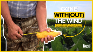 New weather data offers clues behind Nebraska’s corn pollination problems