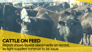 Cattle on Feed: July Placements Hit Record Low