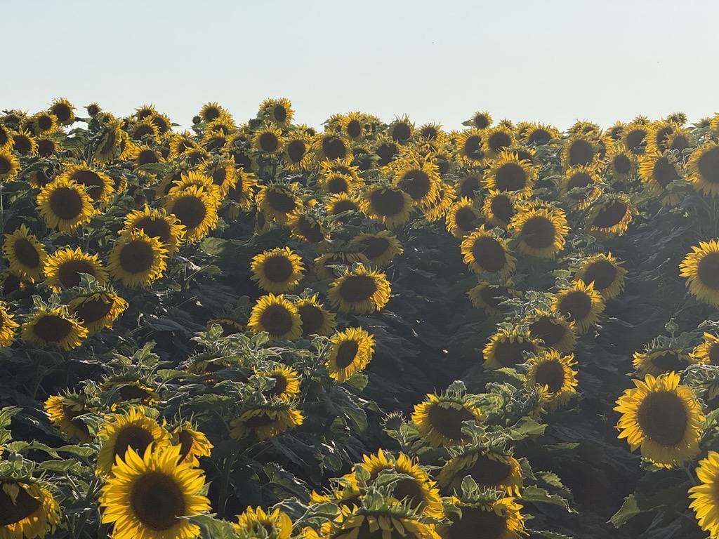 Simply Sunflower, Valley County, Nebraska