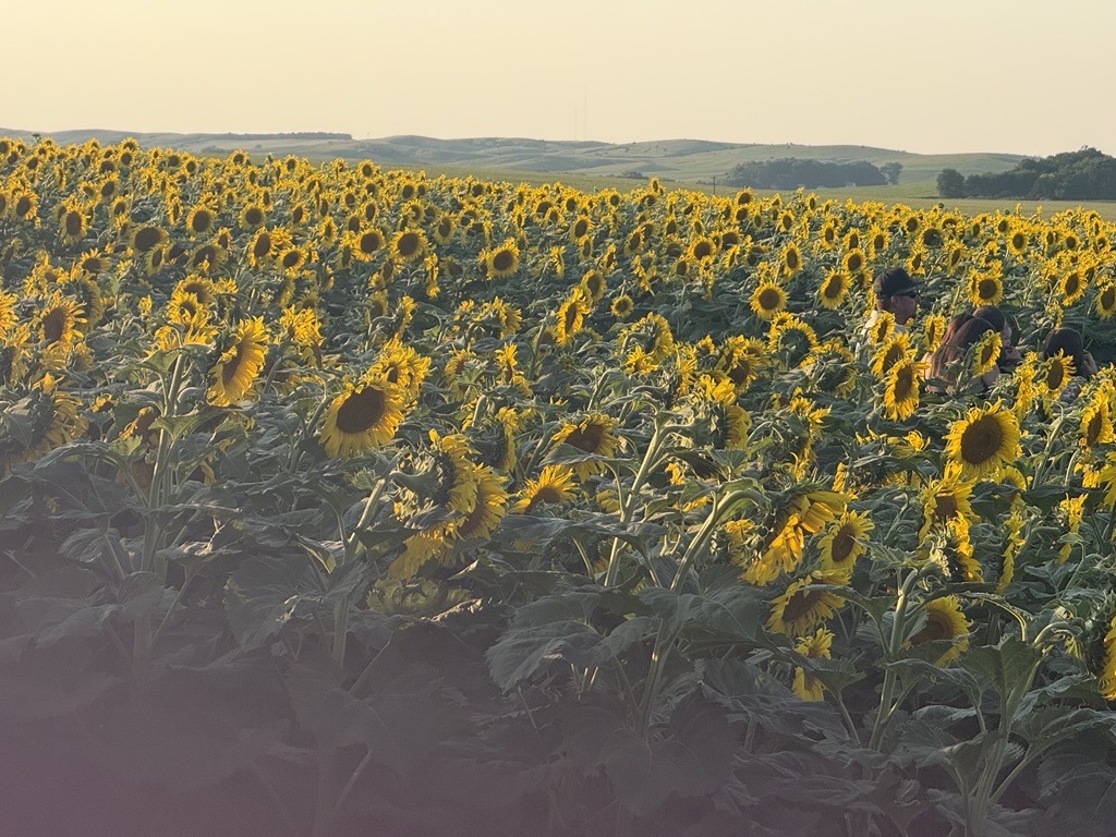 KRVN 880 – KRVN 93.1 – KAMI - Sunflower Power: Nebraska farm turns