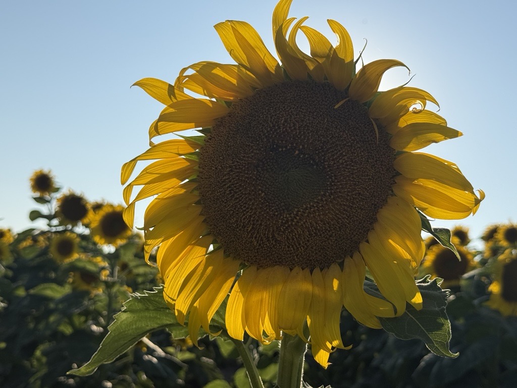 KRVN 880 – KRVN 93.1 – KAMI - Sunflower Power: Nebraska farm turns