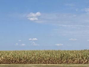 “Exacerbating the drought”: Nebraska crops brace for another round of heat stress