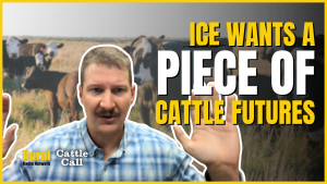A new player in cattle futures? Analyst says ICE aims to challenge CME trading