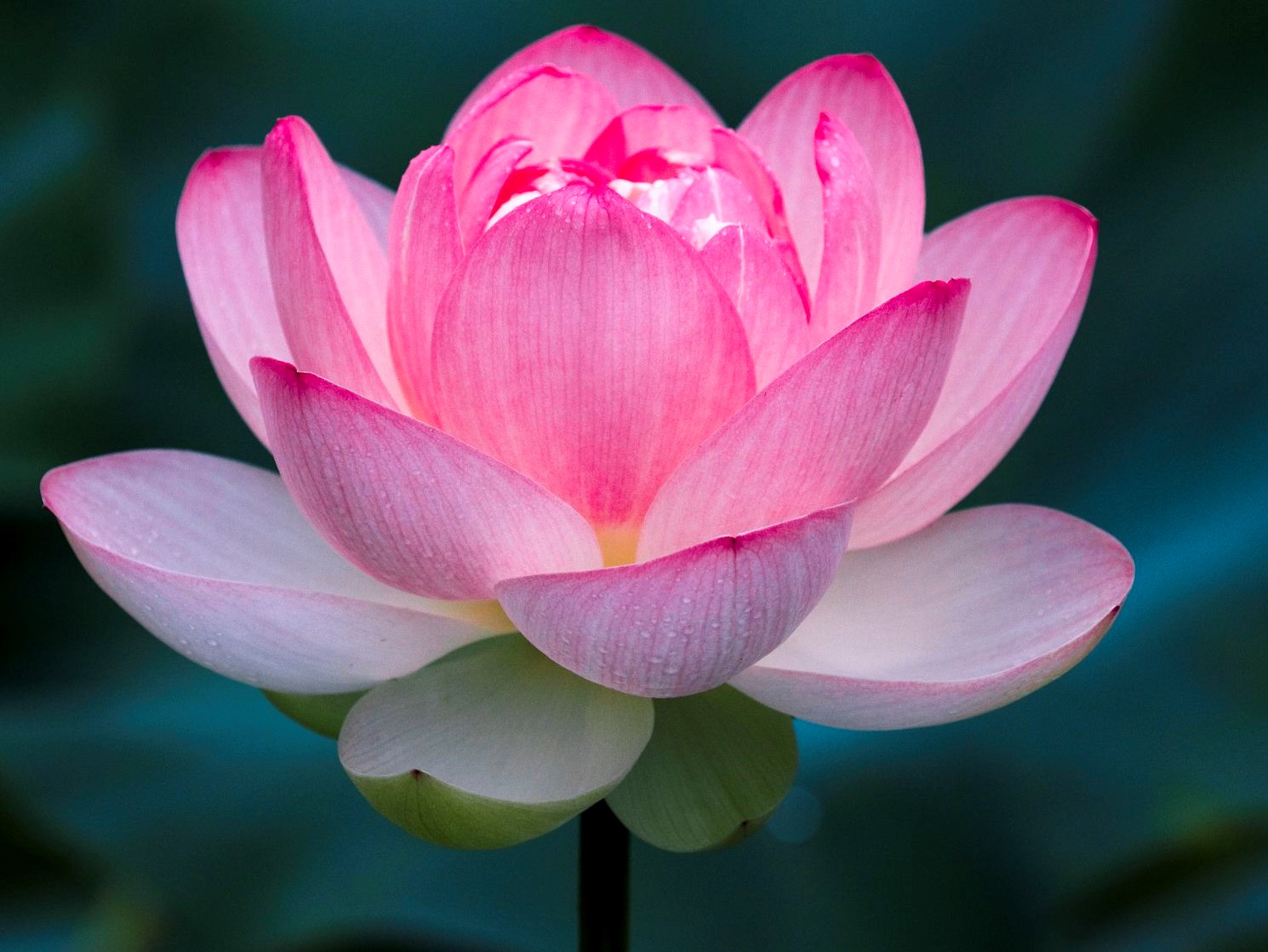 Rosella (Rose) Meyer, 85, of Wisner The Bull