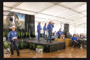 Cattlemen’s Ball Live Auction Preparations Underway in Cozad