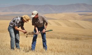 Senate farm bill draft focuses on farm economy, keeps ‘Big Beautiful’ SNAP cuts