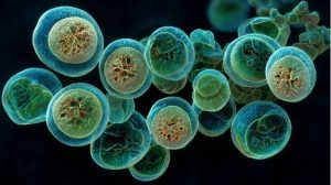 Cyclospora Outbreak Reaches Nebraska as Nationwide Cases Rise