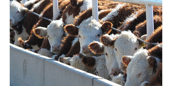 October cattle on feed report