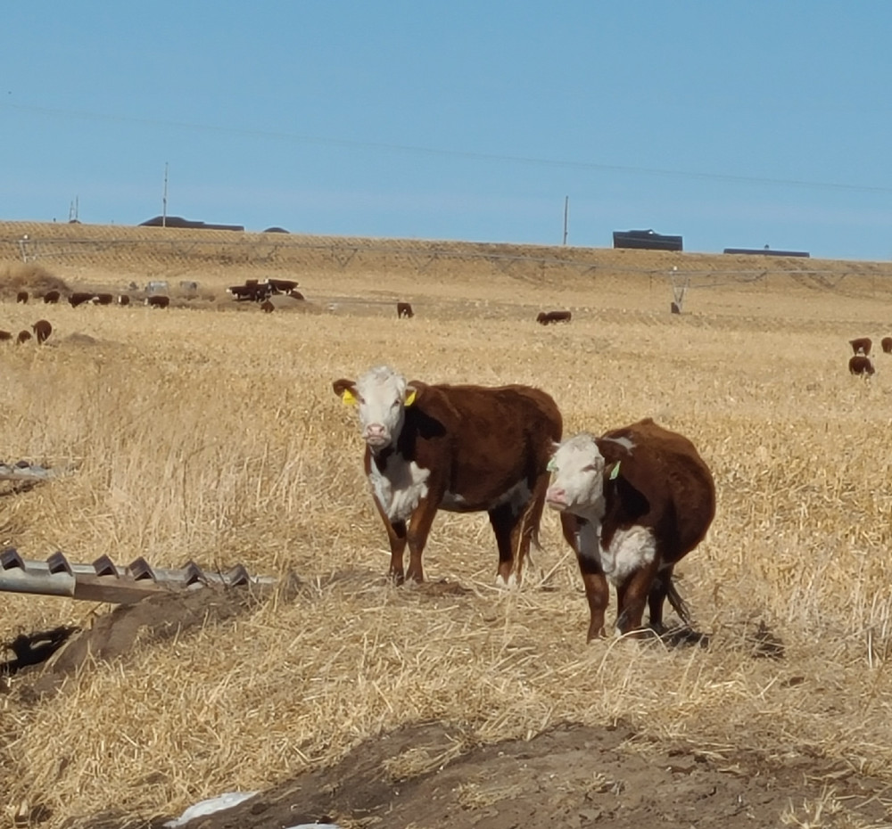 Friday Feeders: Olsen Ranch approaches calving season to its benefit