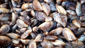 NPPD asks boaters to Clean, Drain, Dry before using waterways