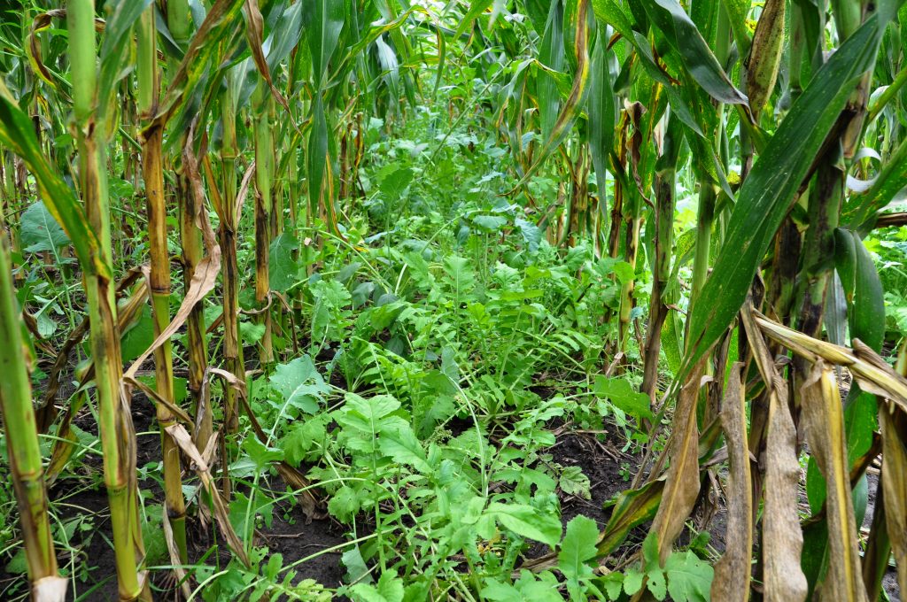 Bill Incentivizes Use of Cover Crops