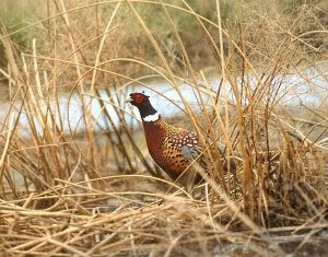 100th pheasant season opener is Oct. 31