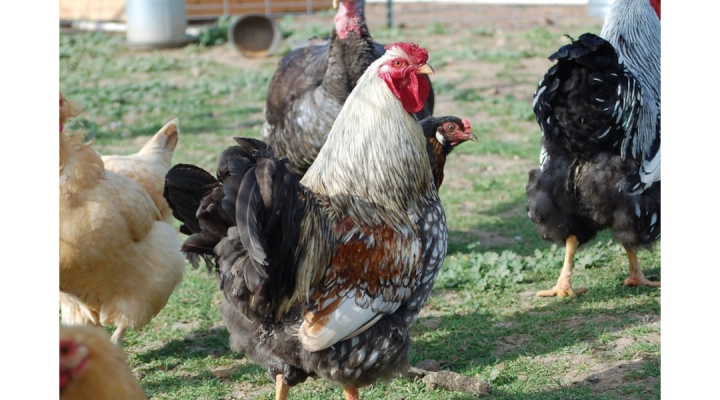 Avian influenza reported in Nebraska commercial flocks plus backyard flocks across the state