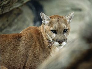Nebraska Game and Parks to Consider 2027 Mountain Lion Season, Permit Fee Changes