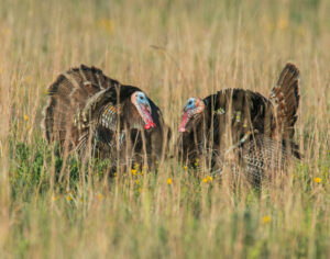 Public encouraged to take part in summer turkey survey