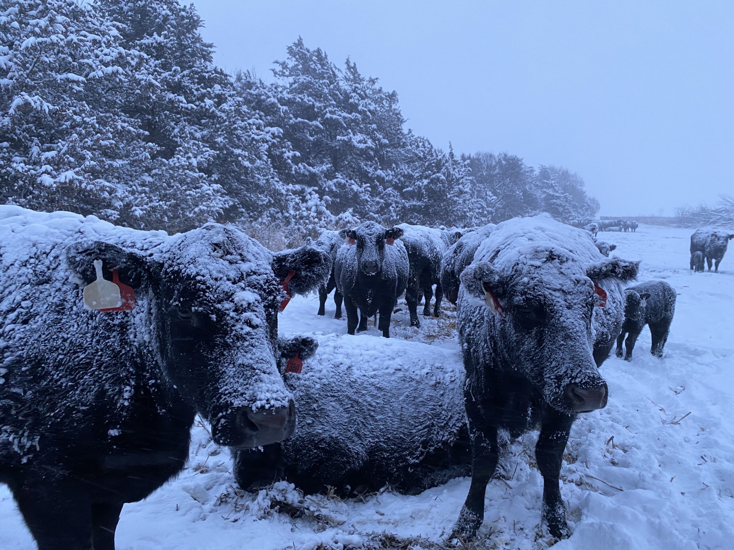 KRVN 880 – KRVN 93.1 – KAMI - USDA Reminds Livestock Producers of ...
