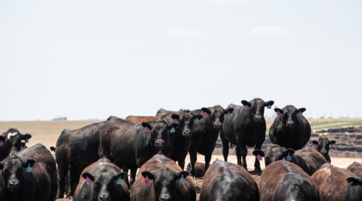 ‘Very nervous about this market’: Cattle futures drop sharply on outside pressure Friday