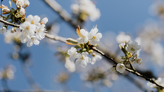 Unusually warm weather has trees thinking it’s already Spring