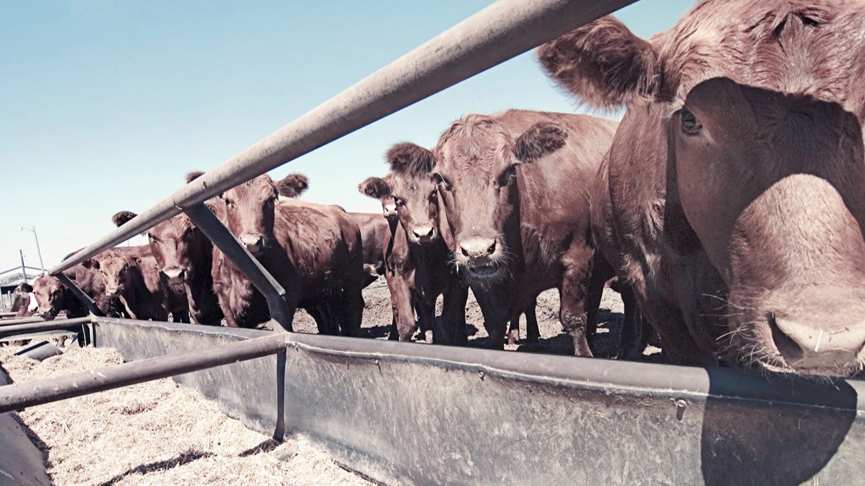 KRVN 880 – KRVN 93.1 – KAMI - Nebraskans Win 2023 Beef Quality ...