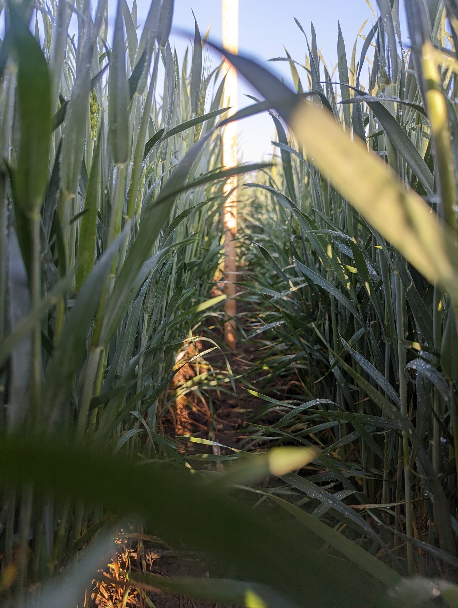 KRVN 880 – KRVN 93.1 – KAMI - Wheat Tour 2023 - Day 2