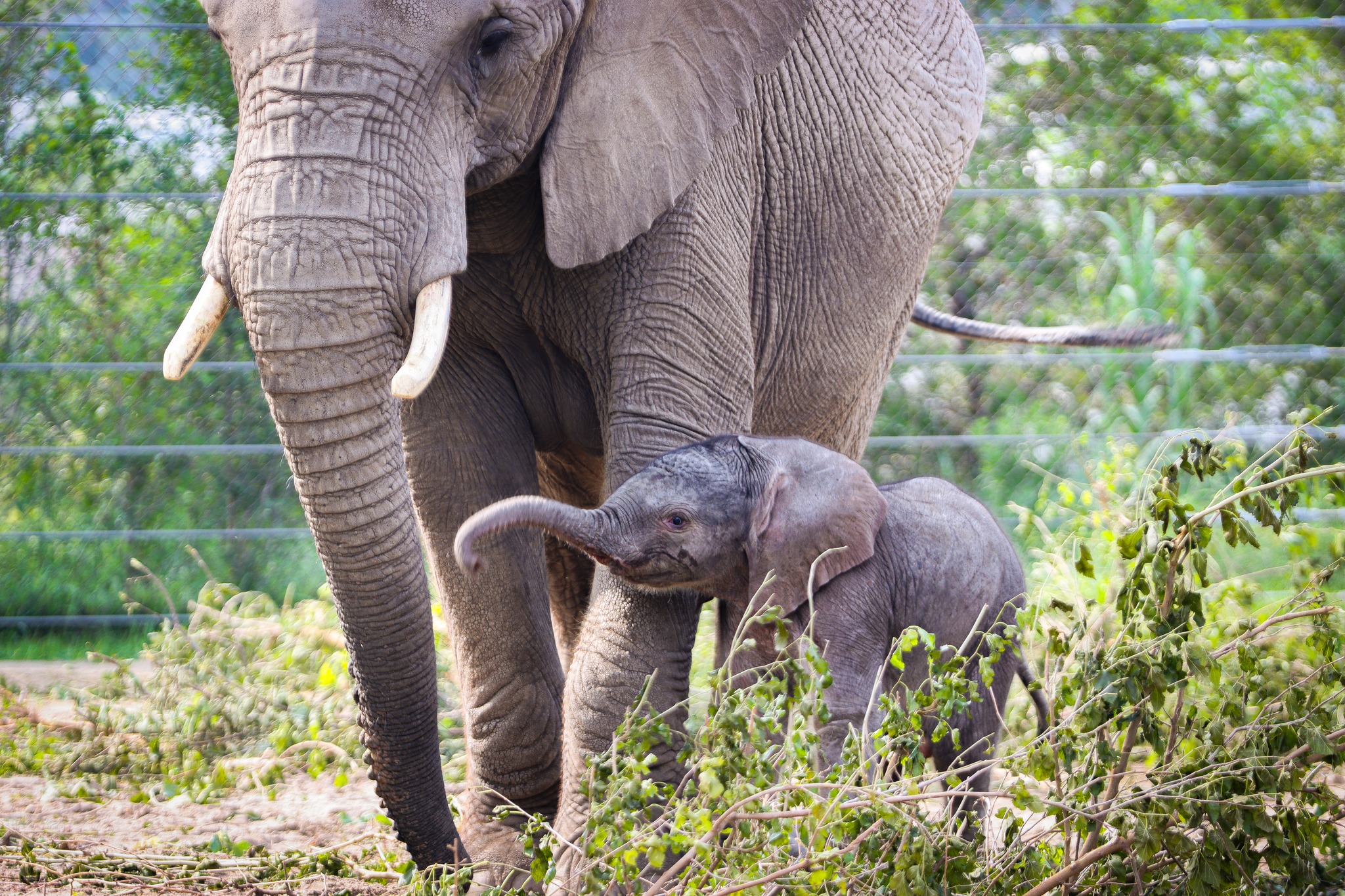 KRVN 880 – KRVN 93.1 – KAMI - Elephant calf welcomed at Omaha zoo