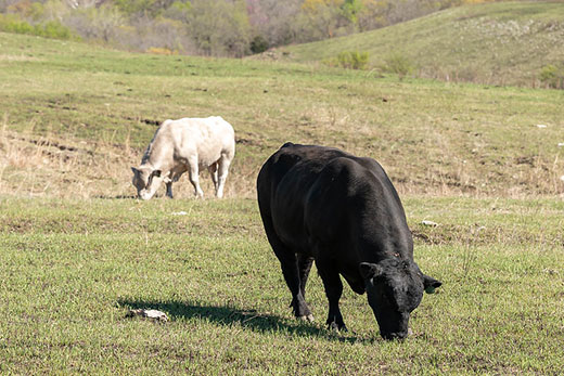 KRVN 880 – KRVN 93.1 – KAMI - Winter Grazing Pastures