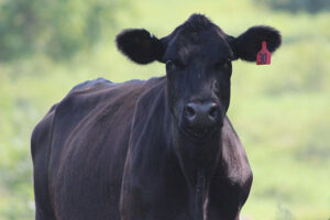 Veterinarian warns fertilizer, insecticide exposure can kill cattle quickly