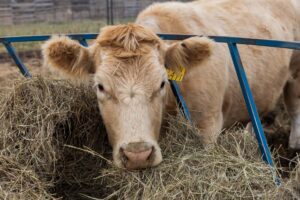 Nebraska wildfire hay recovery program supports ranchers in need