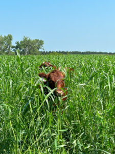 USDA Reminds Nebraska Producers to File Crop Acreage Reports, Announces Modernized Pilot Acreage Reporting Process