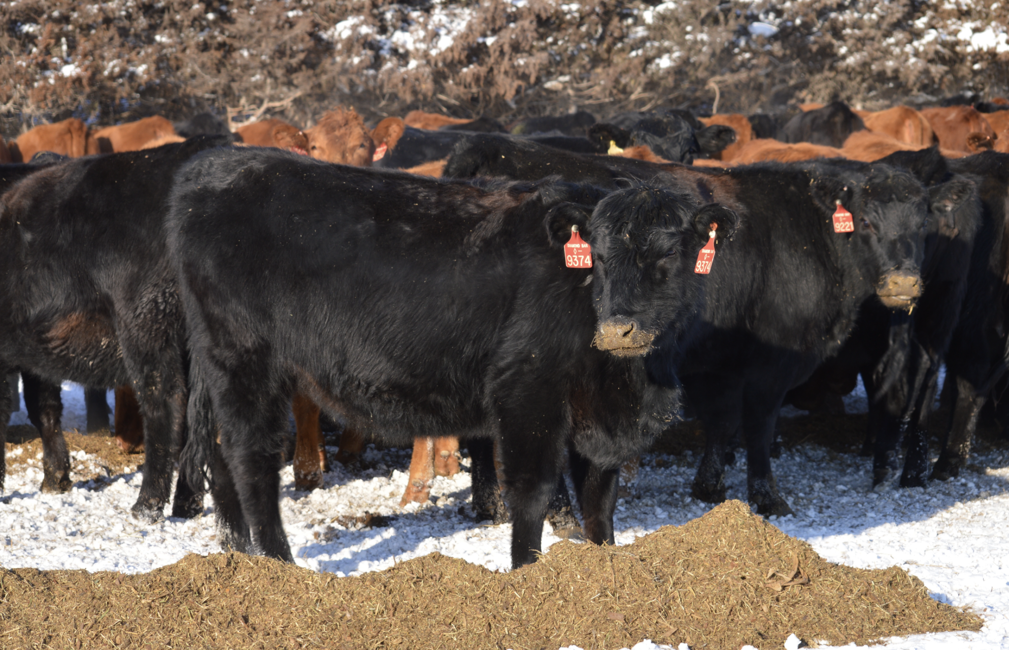 KRVN 880 - KRVN 93.1 - KAMI - What are replacement heifers worth in 2024?
