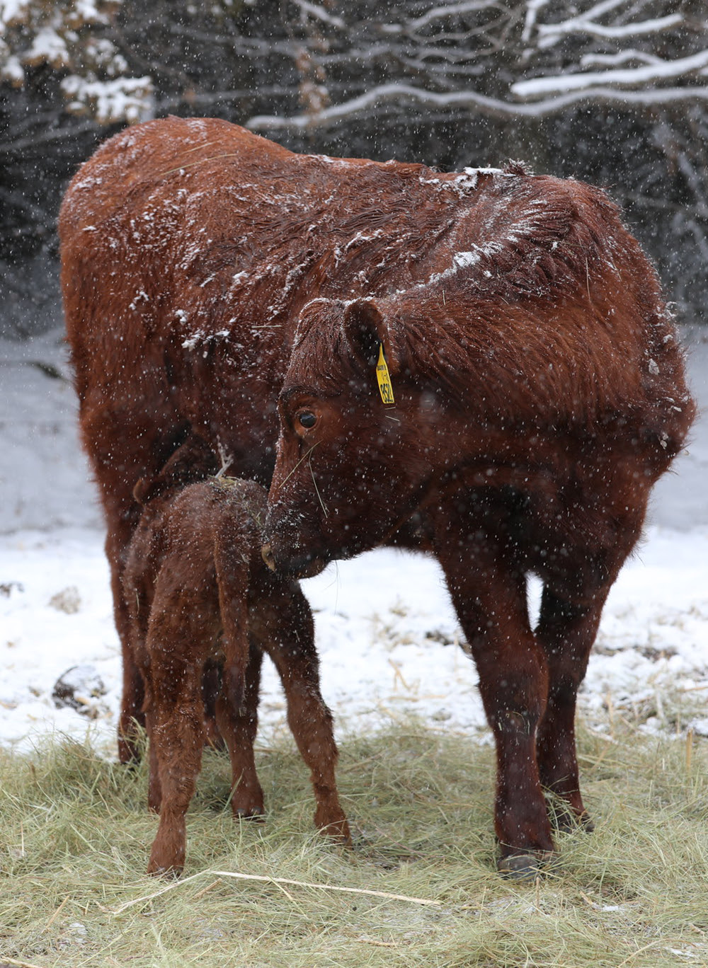 KRVN 880 – KRVN 93.1 – KAMI - ‘Communicating With Farmers Under Stress ...