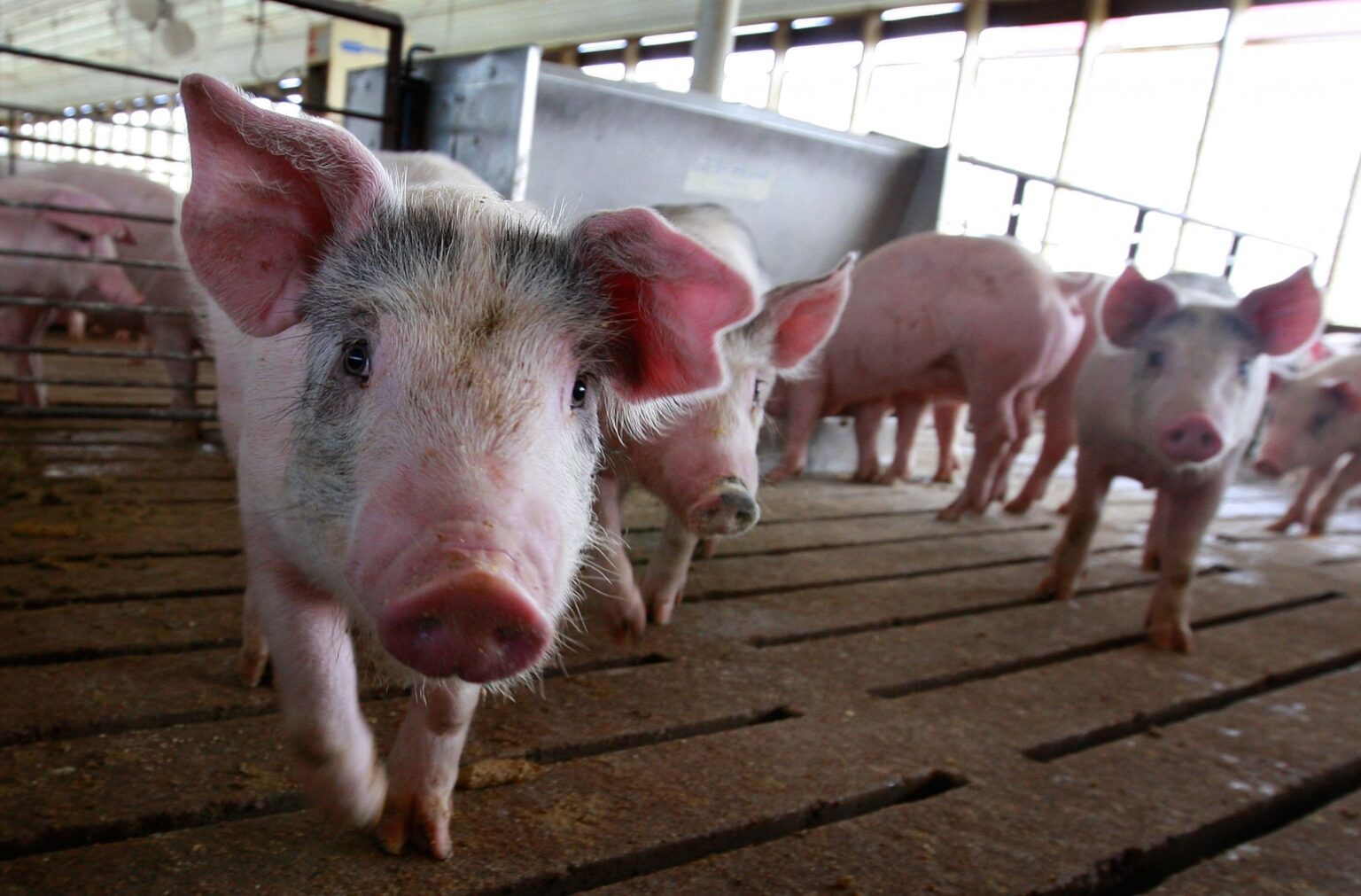 U.S. hog herd edges higher, productivity gains continue in USDA report
