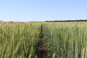 Drought forces changes to Nebraska wheat variety tours as trial plots struggle across state