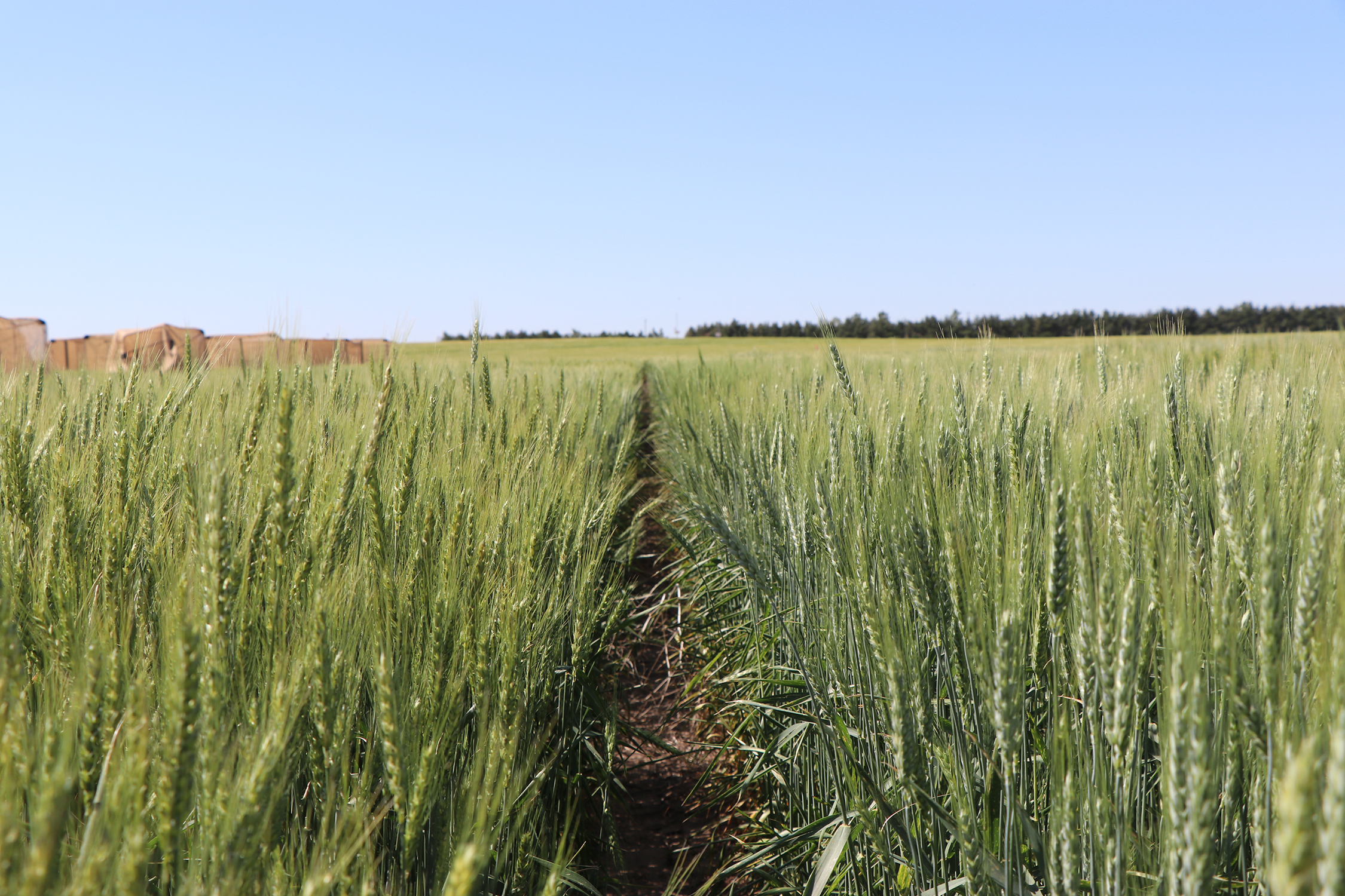 Drought forces changes to Nebraska wheat variety tours as trial plots struggle across state