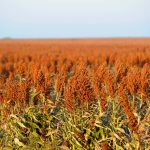 Intensify sorghum systems with double-cropped soybeans