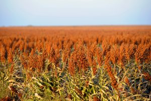 National Sorghum Month highlights strong future for Nebraska growers